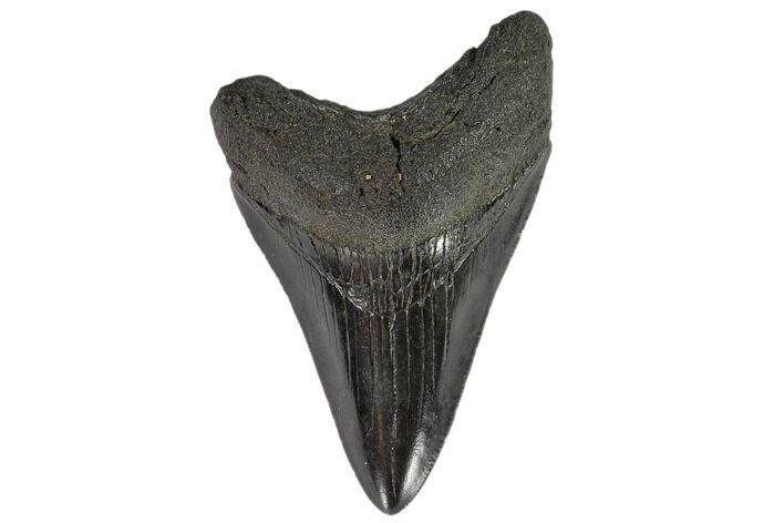 Fossil Megalodon Tooth - North Carolina #108906